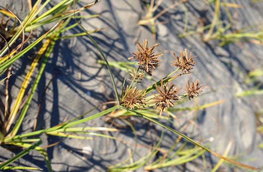 Cyperus esculentus